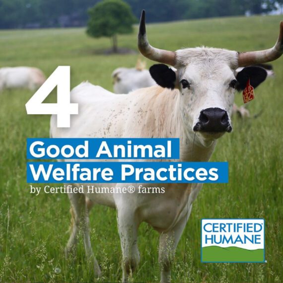 Certified Humane® Asia | Animal Welfare | This website promotes animal ...