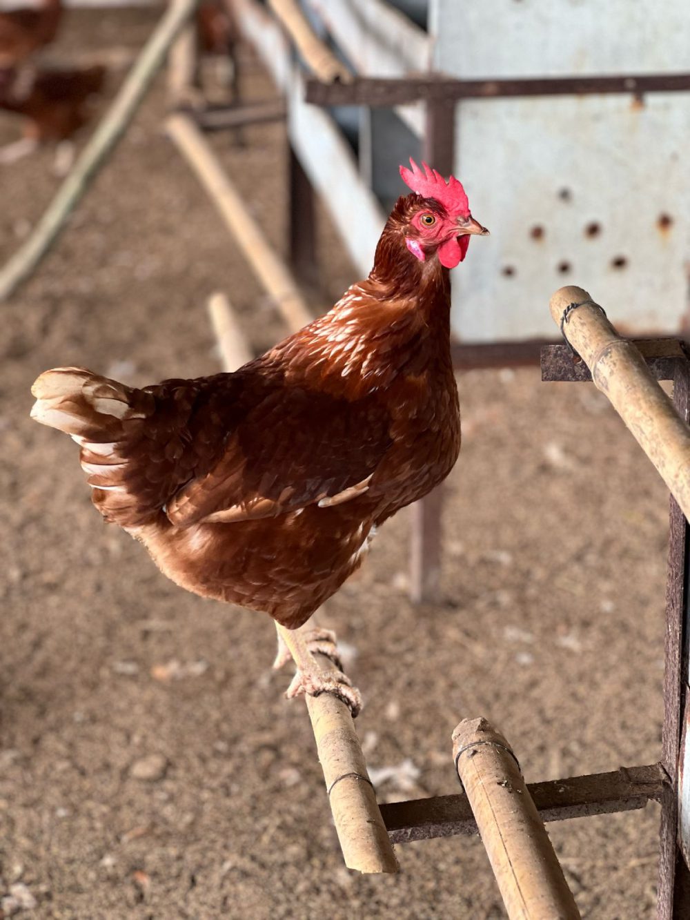 Ayam cokelat bertengger di kayu, dengan lantai berpasir.