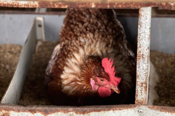 Ayam cokelat dengan jengger merah di sarang, sebagian tersembunyi di balik jeruji berkarat.