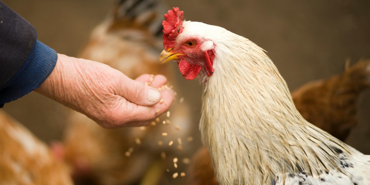 broiler chickens